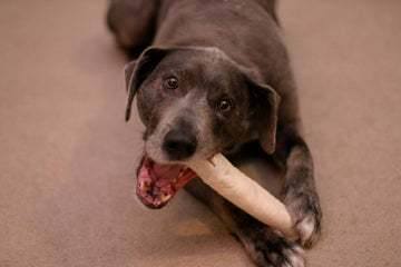 dog-dental-chews-vs-rawhide