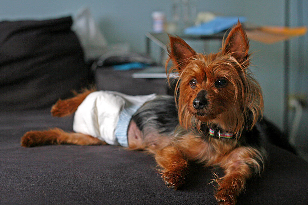 dog-diaper-vs-grass-potty-pad-with-tray