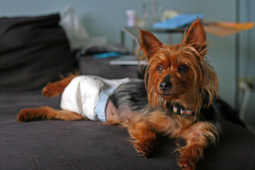 dog-diaper-vs-grass-potty-pad-with-tray