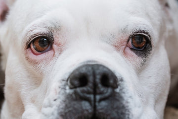 dog-eye-health