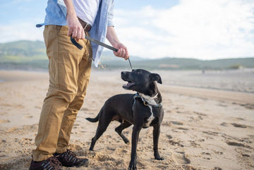 dog-friendly-destinations-florida