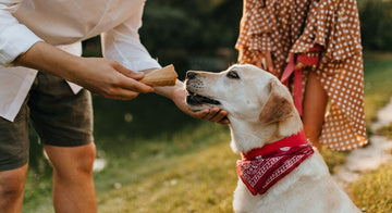 dog-friendly-valentines-date-ideas