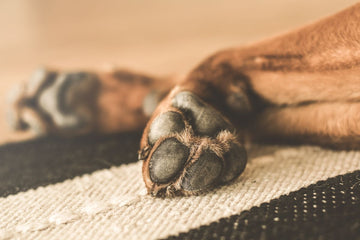 dog-paw-pad-injury