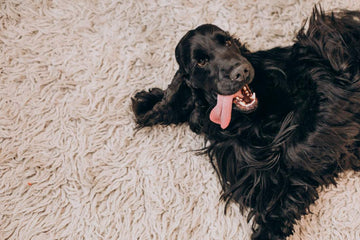 dog-potty-training-regression-tips