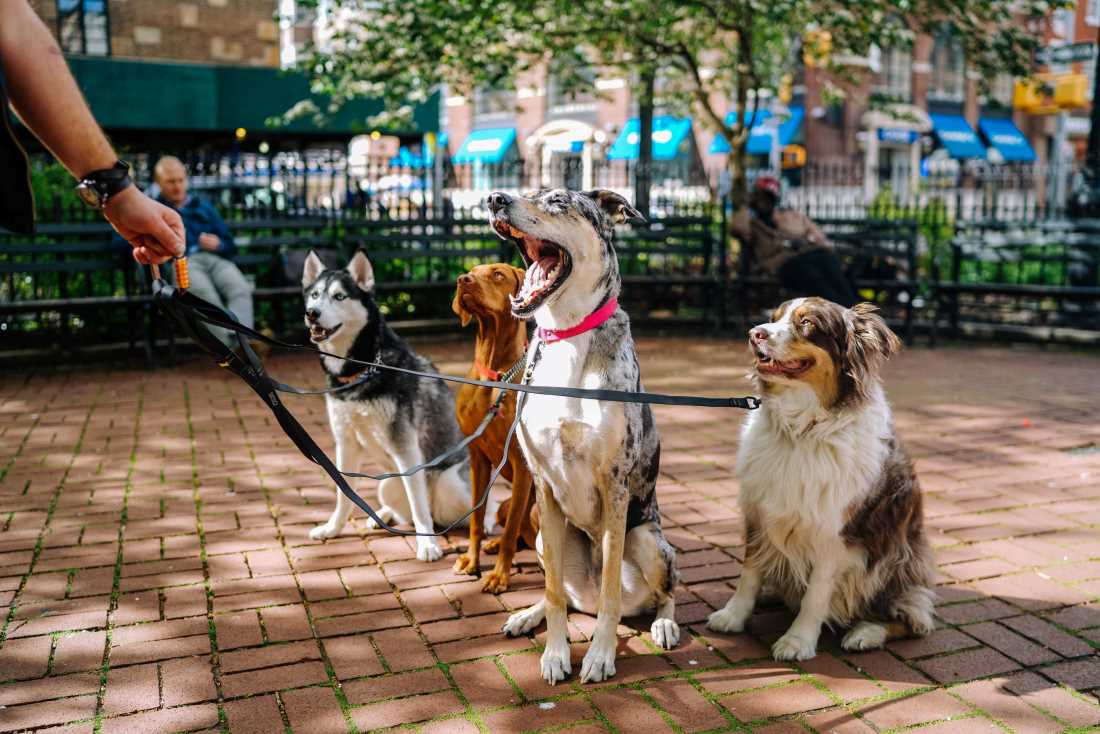 dog-scavenging-on-walks