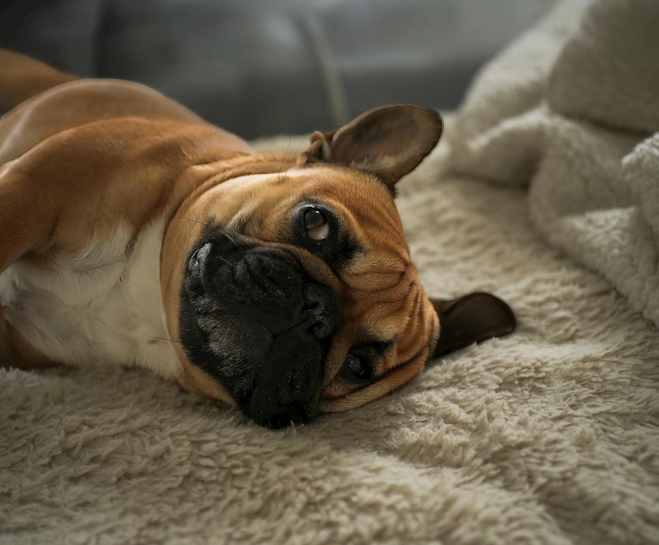 Why Dogs Sleep on Their Backs - Gotta Go Grass®