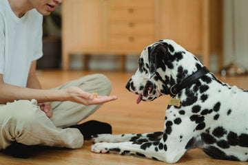 dog-training-tips