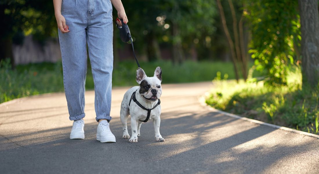 dog-walking-etiquette-guide
