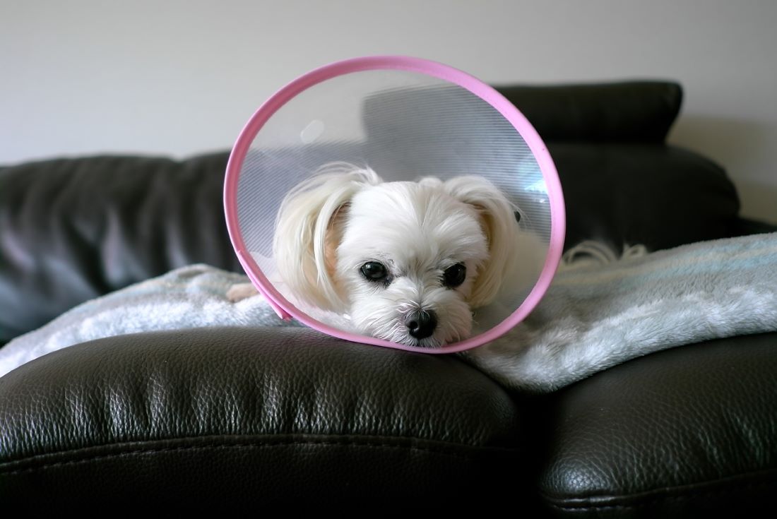 dog-wearing-cone-tips