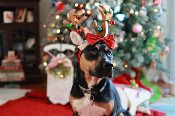 dogs-and-christmas-trees-how-to-pet-proof