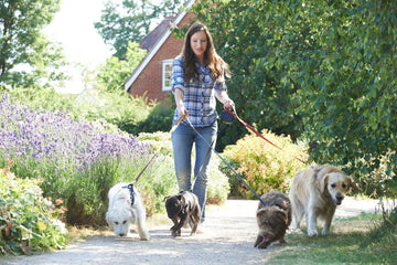 The Benefits of Establishing a Dog Walking Routine for Your Puppy