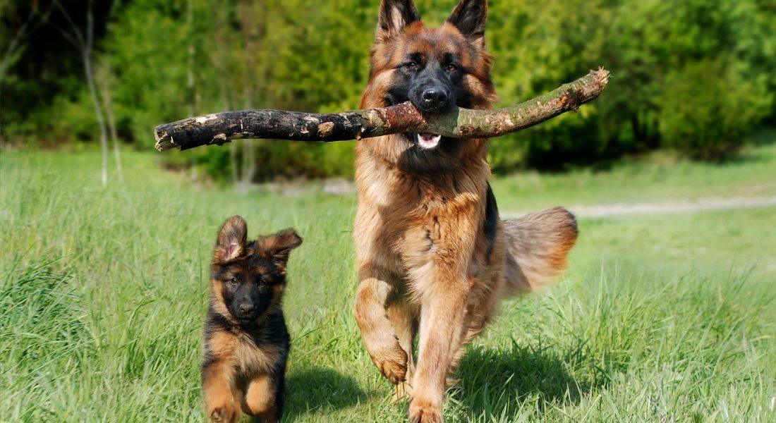 faqs-about-grass-pads-for-dogs