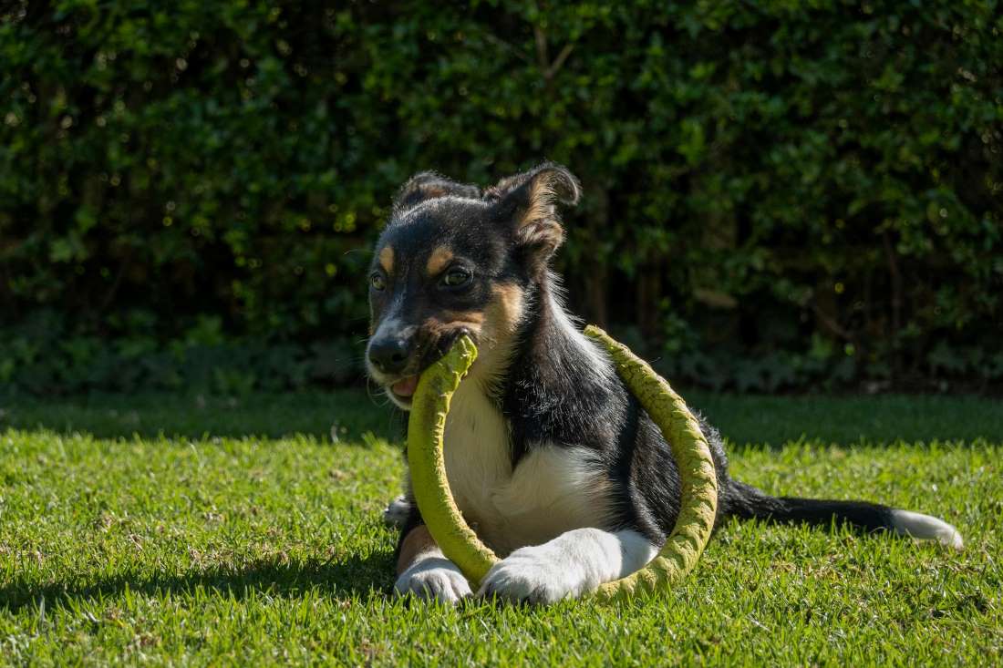 flea-tick-season-for-dogs