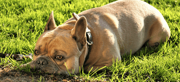 french-bulldog-on-grass-potty training