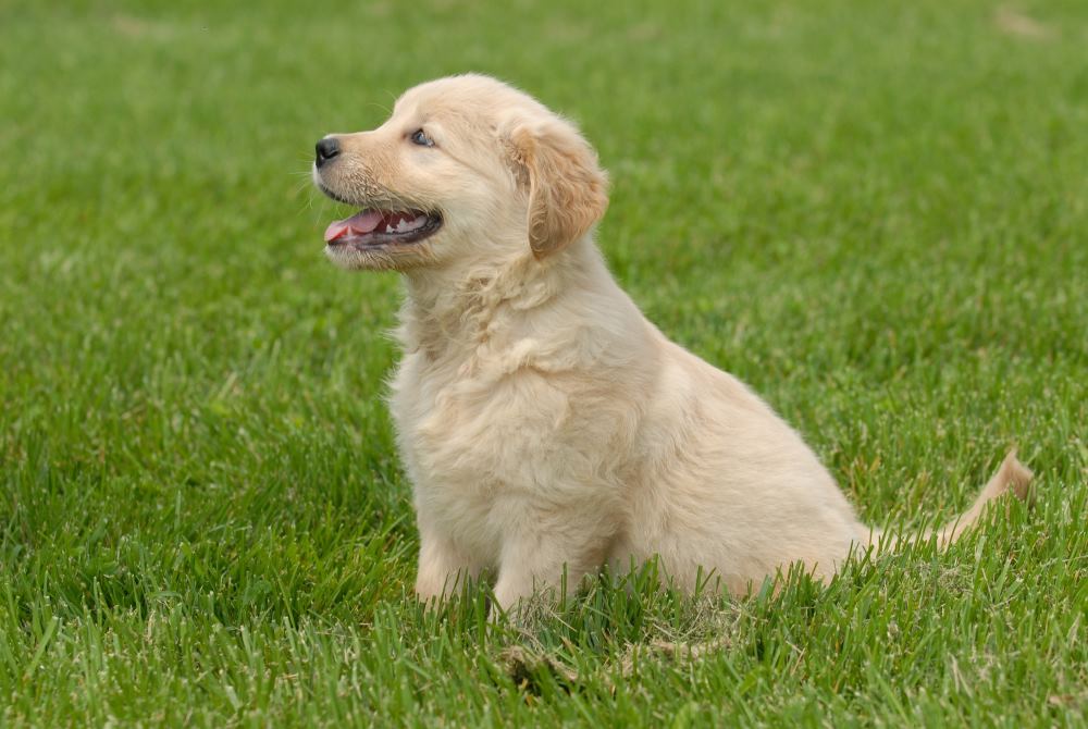 golden-retriever-exercise