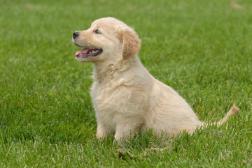 golden-retriever-exercise
