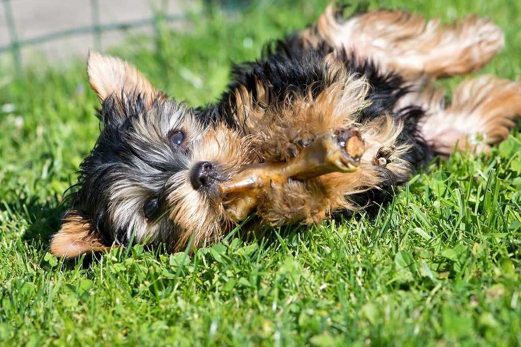 grass-pee-pads-for-puppies-and-small-dogs