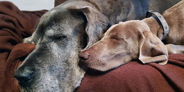 great-dane-in-small-apartments
