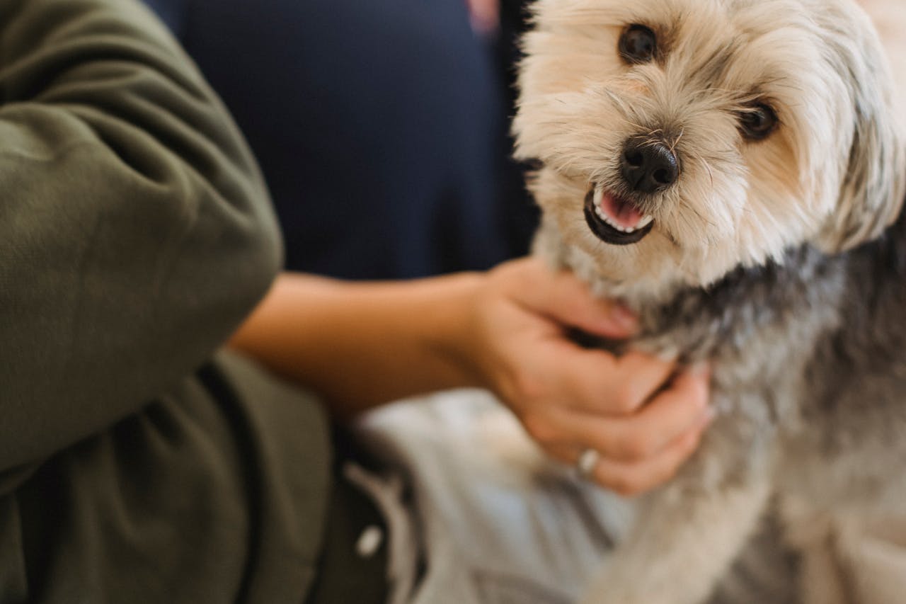 guide-to-rehoming-a-dog
