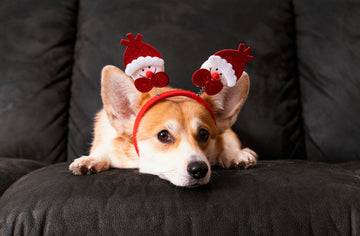 holiday-pet-safety-tips