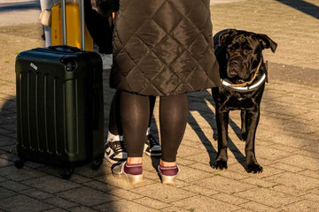holiday-travel-with-dogs