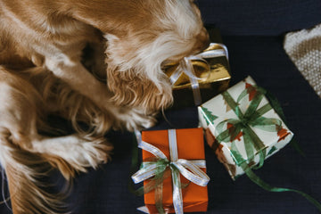 household-hazards-for-dogs-this-holiday