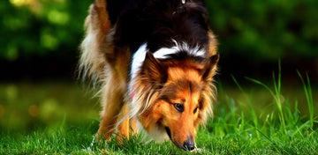 how-dogs-recognize-grass-pads-for-potty