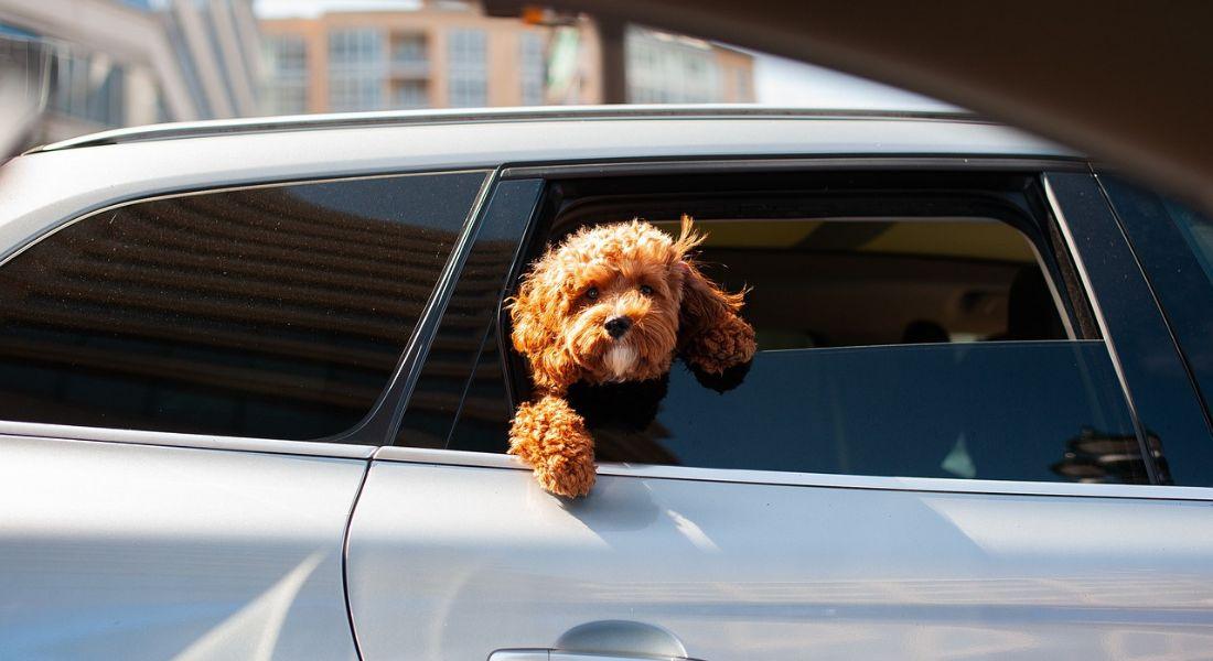 how-gotta-go-grass-eases-travel-with-dog