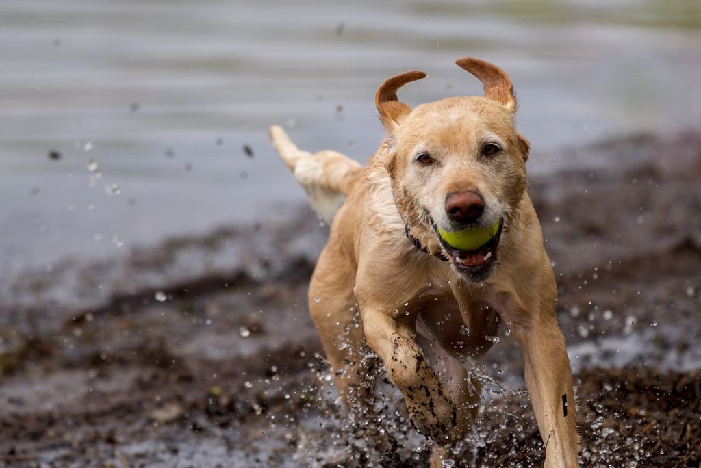 how-grass-pads-support-dogs-with-limited-mobility