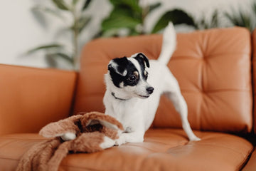how-interactive-dog-toys-can-help-with-obesity-dogs