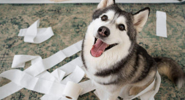 how-often-do-dogs-poop