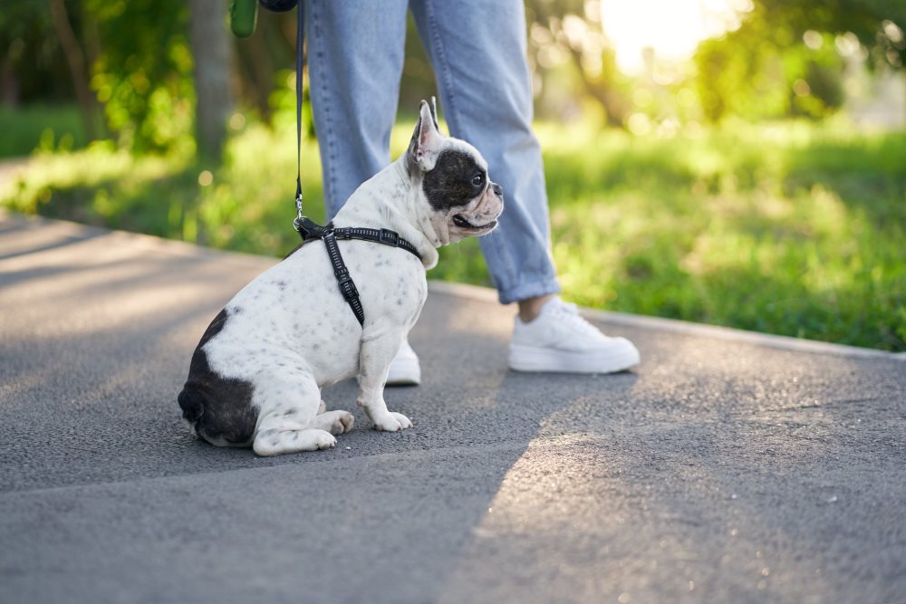 how-often-to-take-puppy-out-to-pee