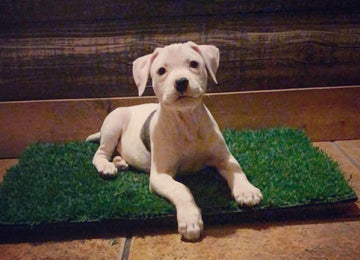 how-potty-train-dog-grass-pads
