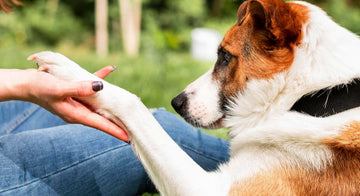 how-to-avoid-ticks-and-fleas-on-dogs