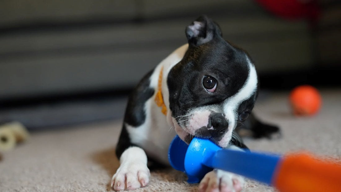 Why Does My Dog Take a Toy Outside to Pee: Surprising Reasons Explained