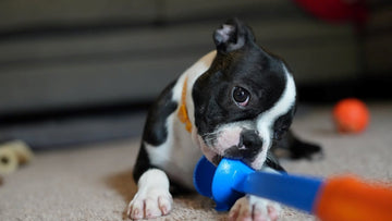 how-to-choose-dog-toys-based-on-personality