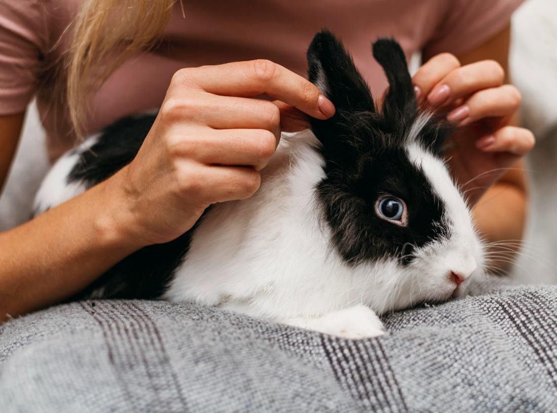 How to Keep a Clean Home with Free-Roam Rabbits