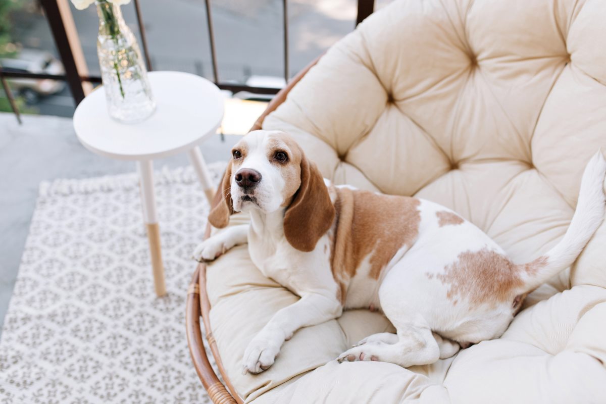 how-to-get-rid-of-dog-smells-at-home