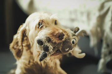 how-to-heimlich-puppy