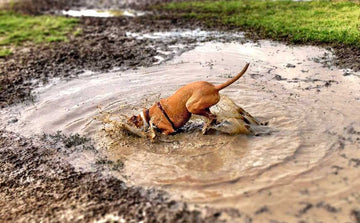 how-to-keep-dog-cool-in-summer