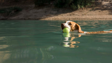 how-to-keep-dogs-cool-in-summer