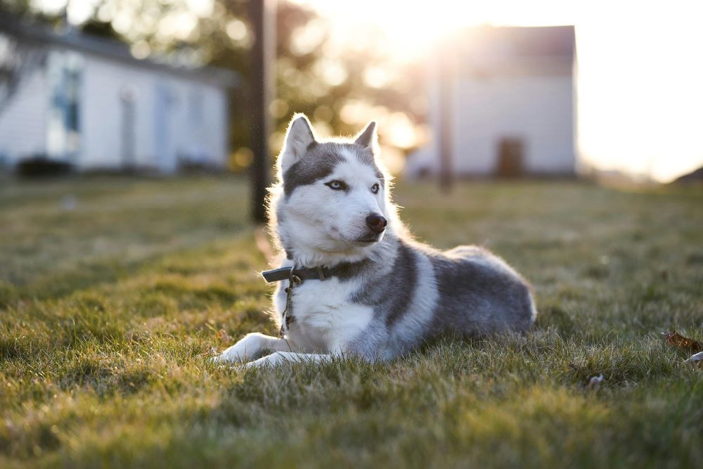 how-to-keep-double-coated-dogs-cool