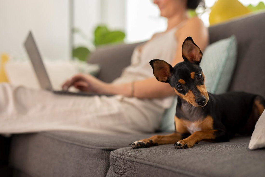 how-to-live-in-apartment-for-dog