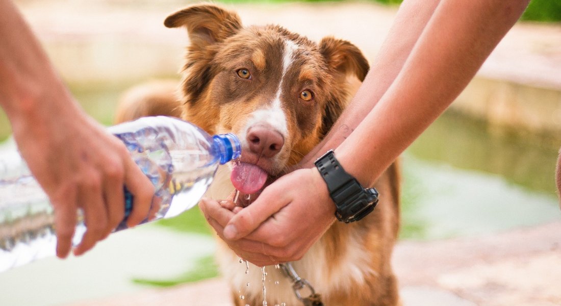 how-to-maintain-dogs-kidney-health