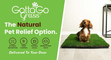 how-to-maintain-gotta-go-grass-pad