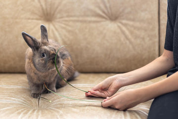 how-to-manage-aggressive-rabbit