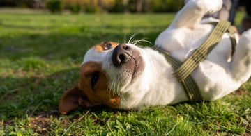 how-to-potty-train-dog-in-cold-weather