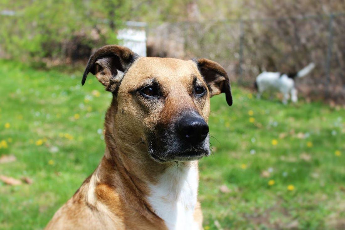 how-to-potty-train-rescue-dog
