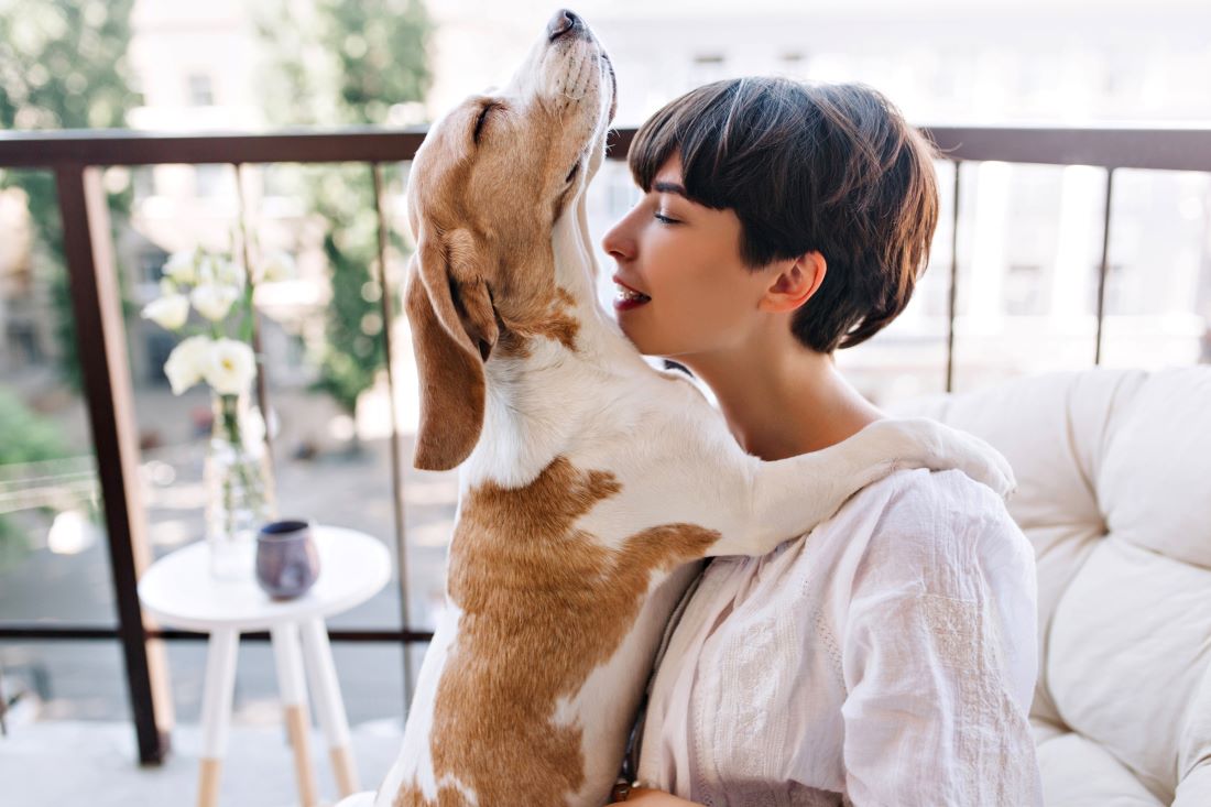 how-to-prepare-for-dog-boarding