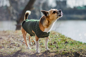 how-to-prevent-small-dog-syndrome